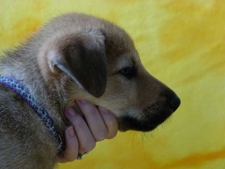 chinook puppy